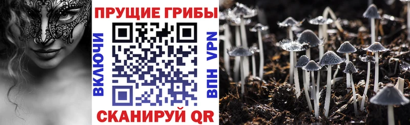 площадка состав  Новомичуринск  Галлюциногенные грибы GOLDEN TEACHER 